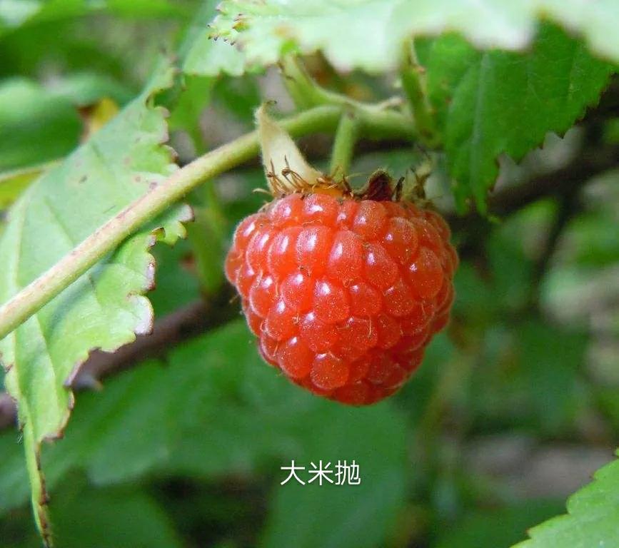 没有电饭煲如何蒸米饭,没有电话怎么联系车主挪车