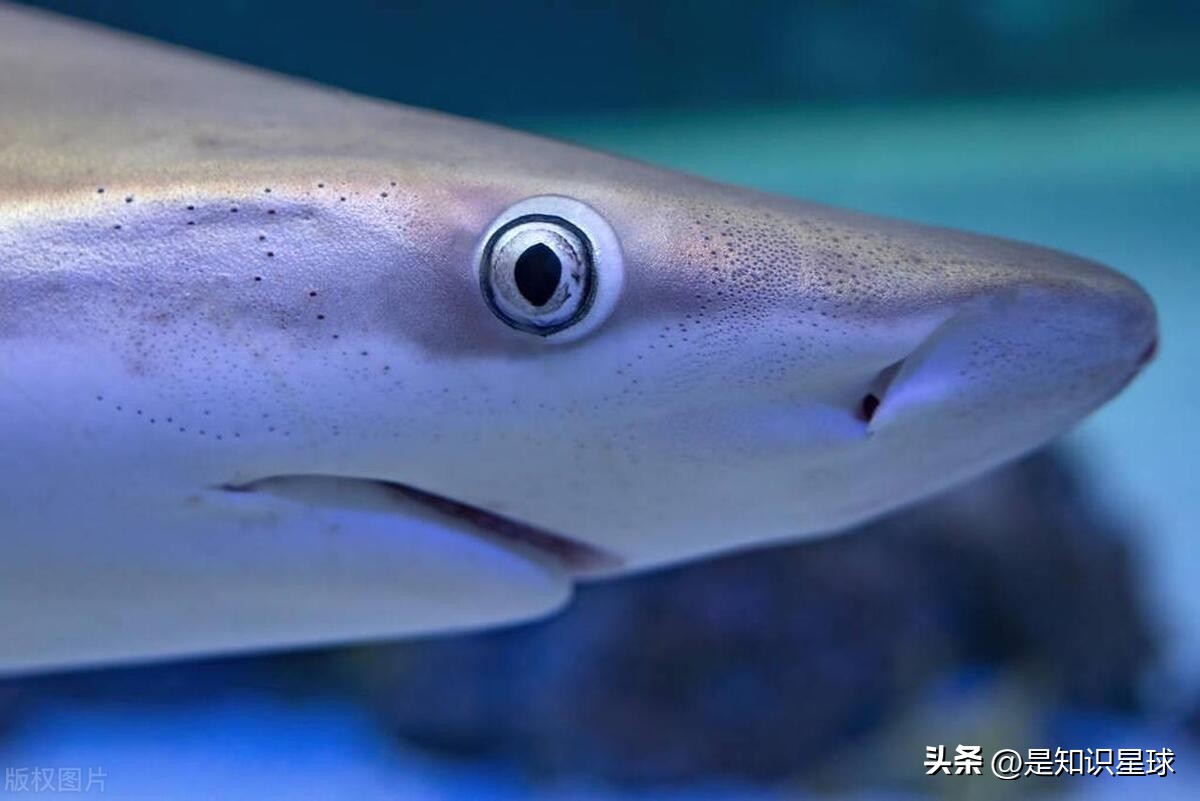 熊猫指头的特点,熊猫手指有几个指头