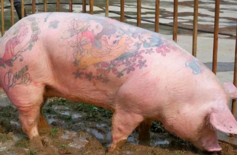 1997年,男子给活猪纹身,还把猪皮卖给了香奈儿,一张猪皮赚51万
