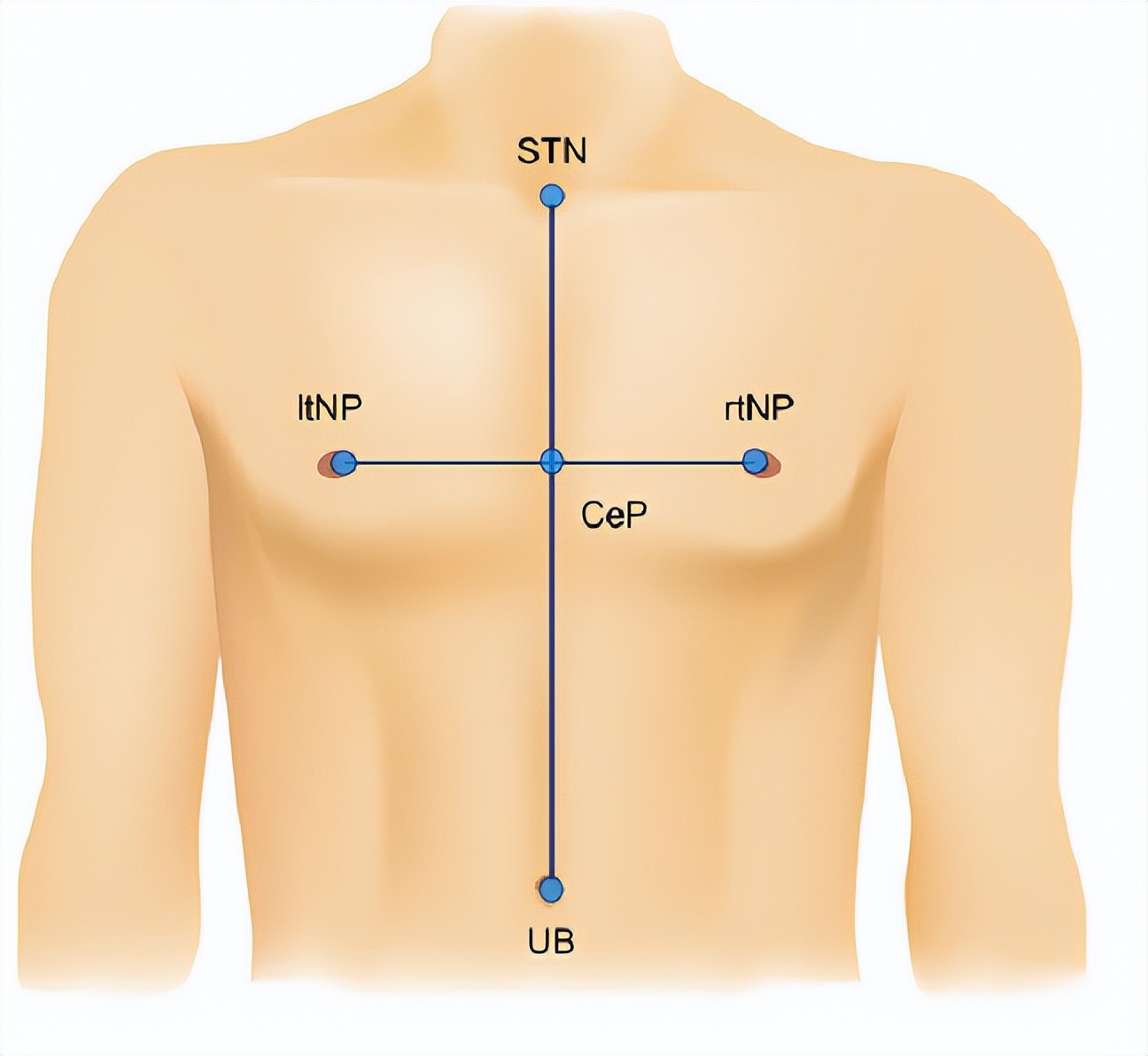 男性乳房位置一定对称吗,乳房的形状影响产乳吗