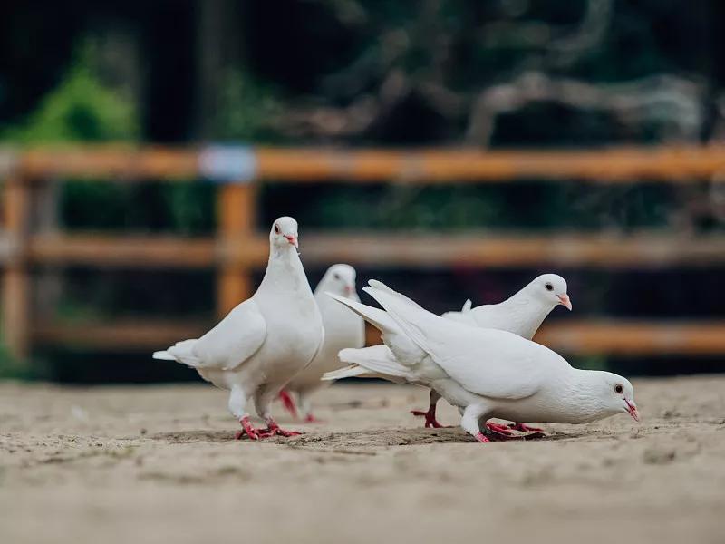什么宠物对纯素食者最好,好养且可以食用的宠物有哪些