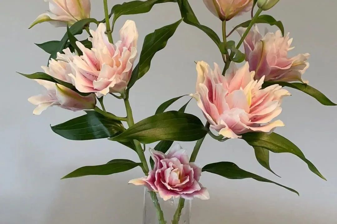 新手必看鲜花养护攻略,鲜花在水里能养几天会死