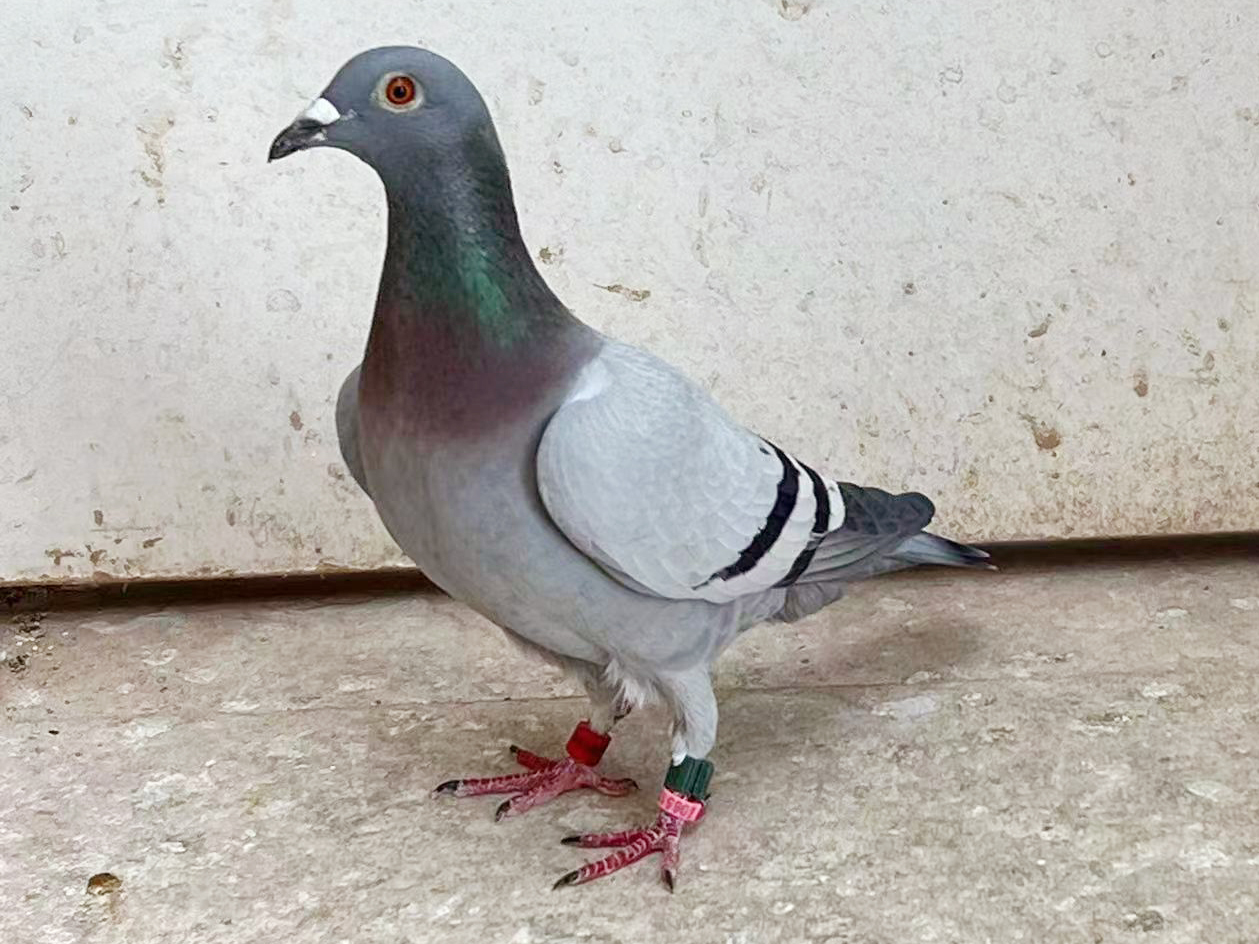 佛科克大名鸽,欧洲赛鸽重大赛事