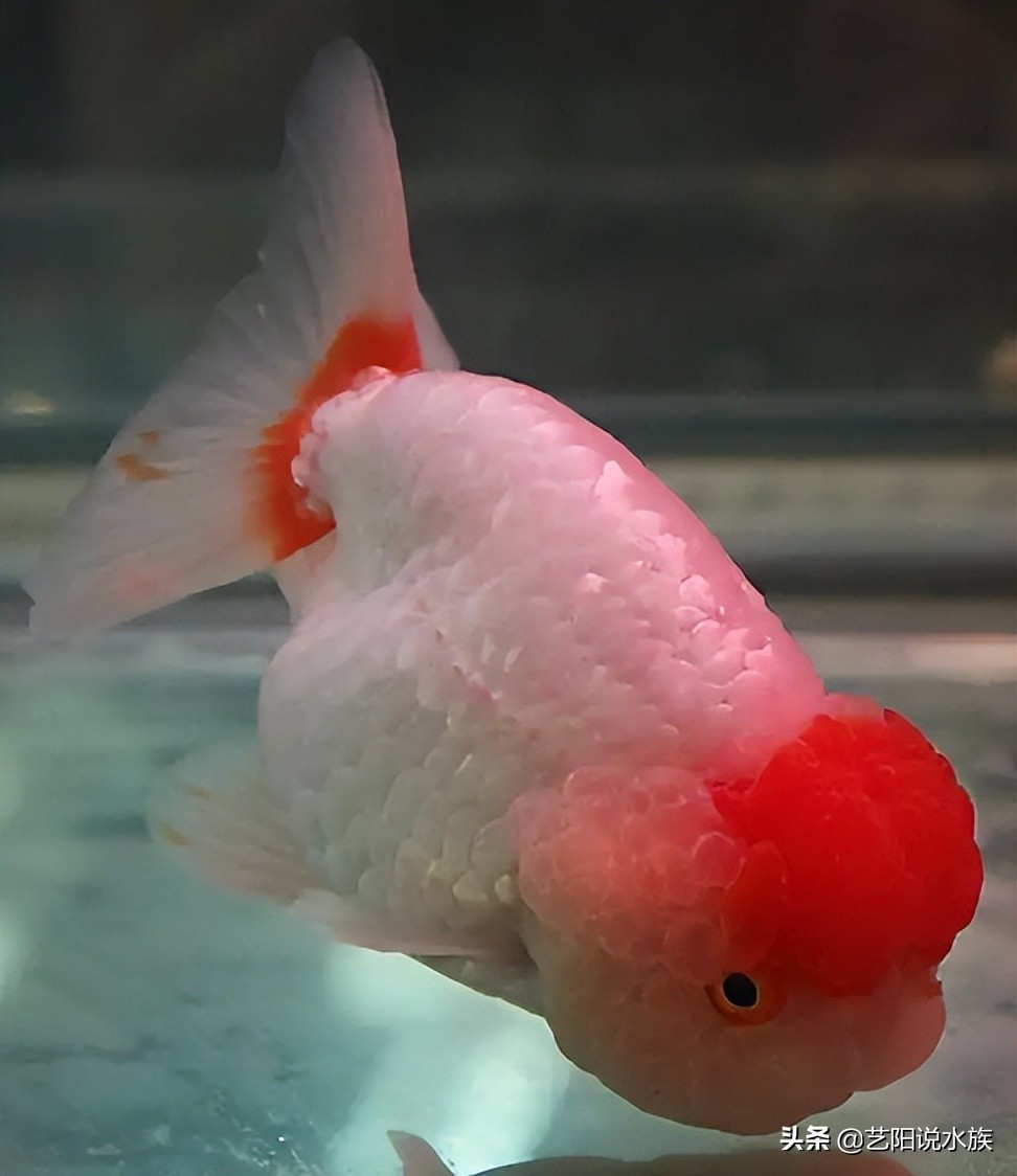 适合新手饲养的六种高颜值金鱼,推荐几款适合冬季饲养的金鱼