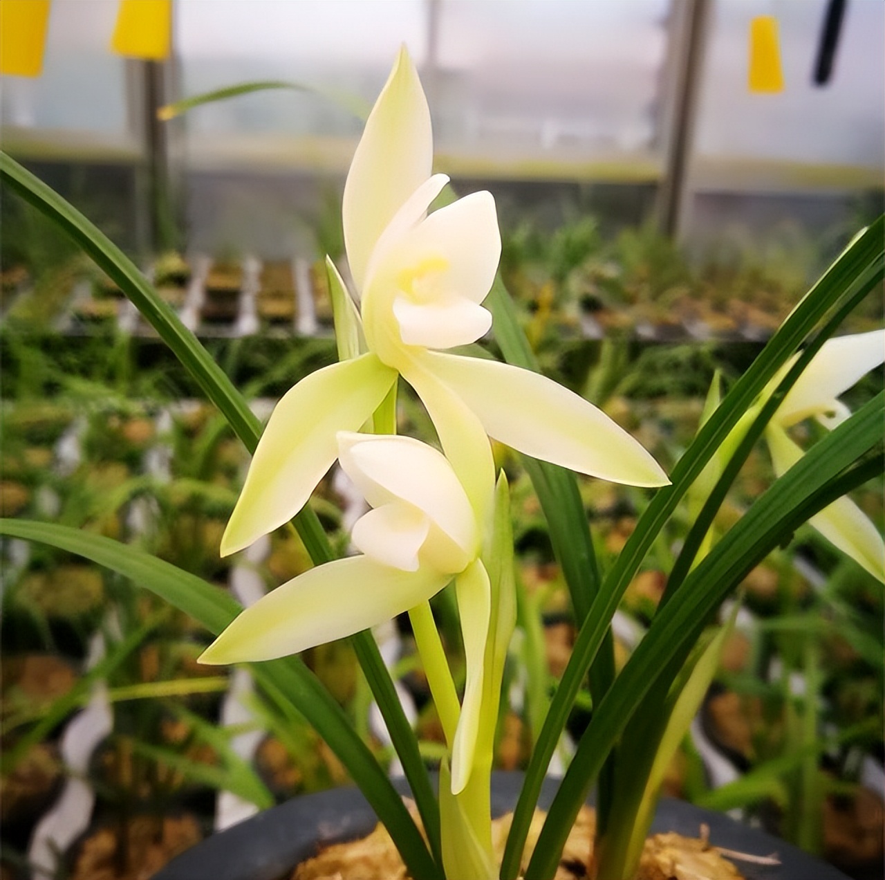 春兰名品雪影欣赏,春兰雪影和白雪公主哪个好