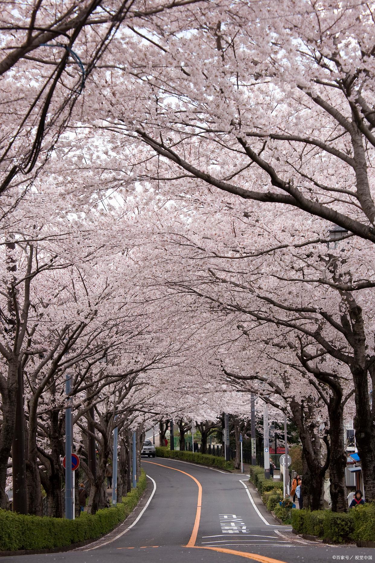 盘点春天必去的花海胜地,花间游风景