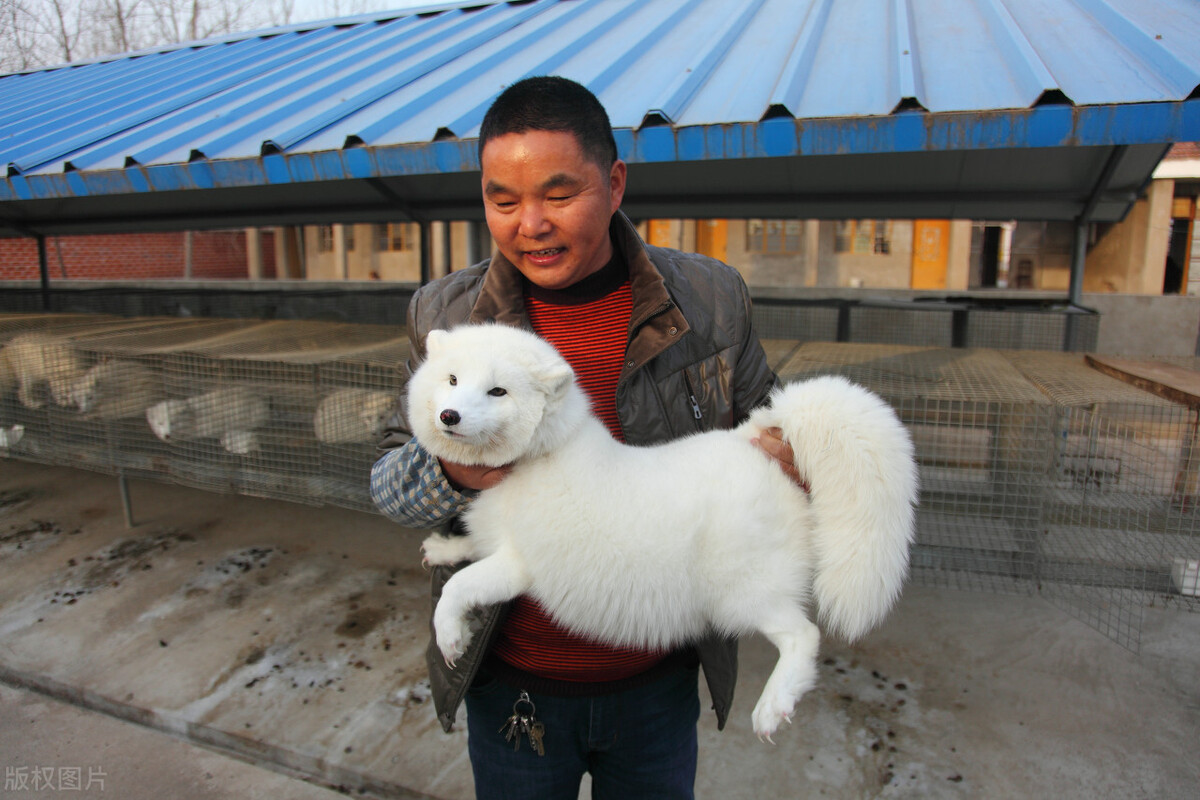 在农村现在搞什么养殖能赚到钱,在农村养殖什么生意最赚钱最长远