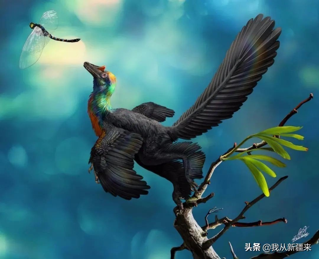 新疆哈密翼龙,天山哈密翼龙