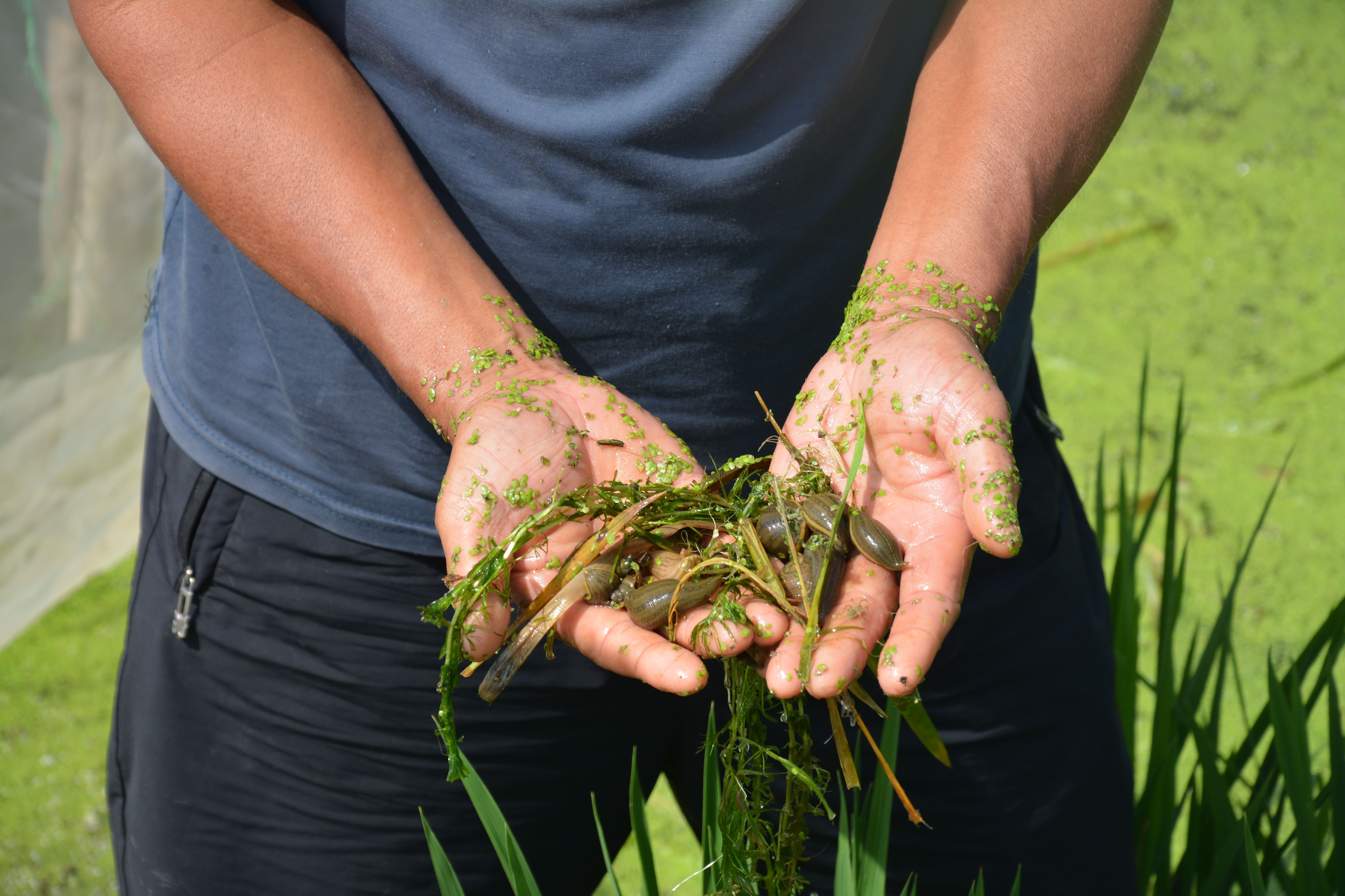 稻田里巧养水蛭助力乡村振兴,稻田养殖水蛭投资方案