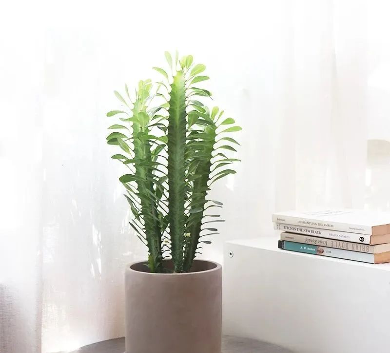 龙骨花夏天怎么黄叶,龙骨花烂根怎么补救