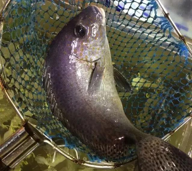 鱼类菜肴大全,鱼类食材大全