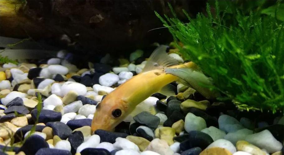 鱼缸养鱼需要准备哪些工具,适合鱼缸饲养的小型鱼