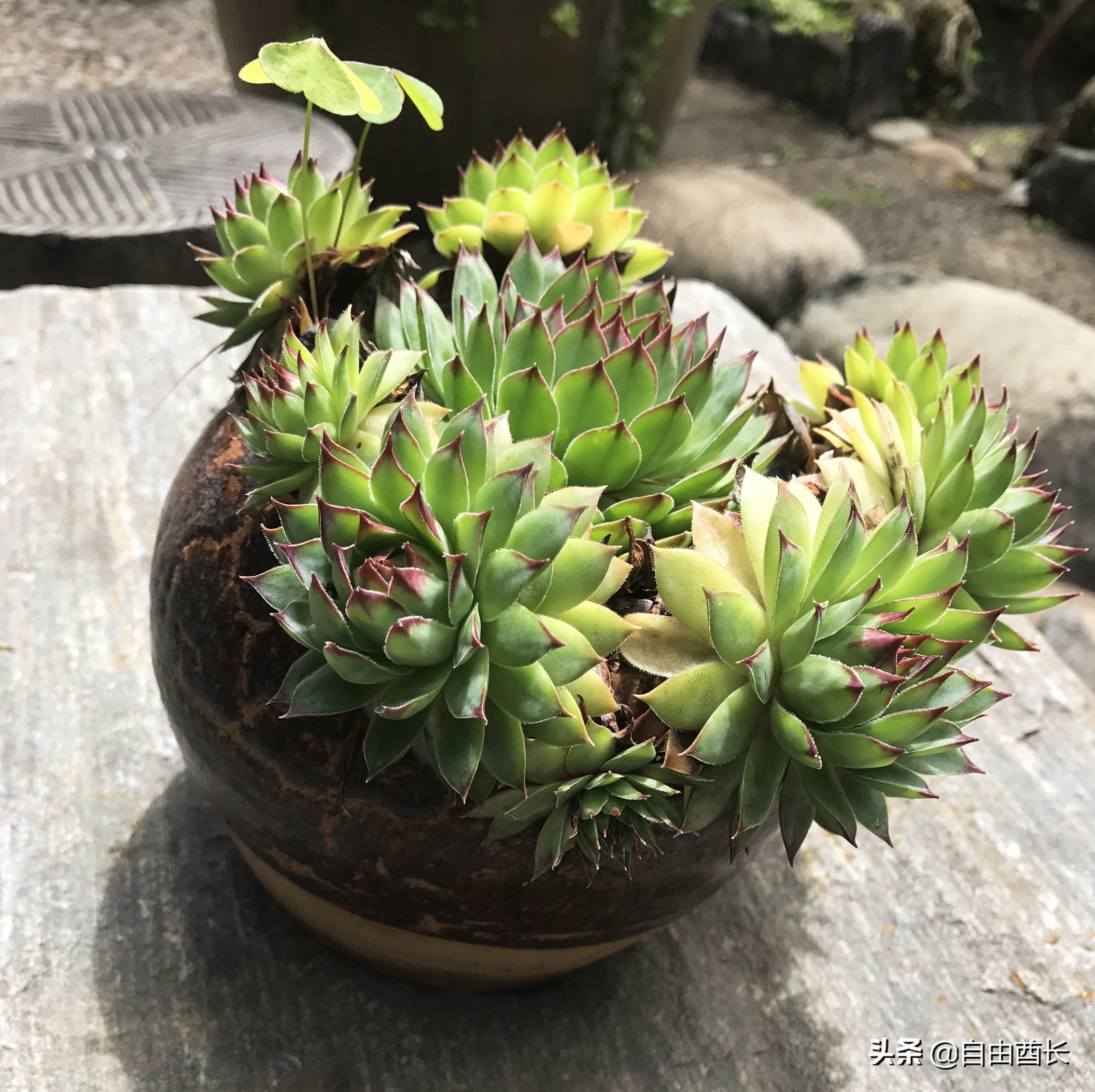 远去的驮铃声（十）抚仙湖畔的约定