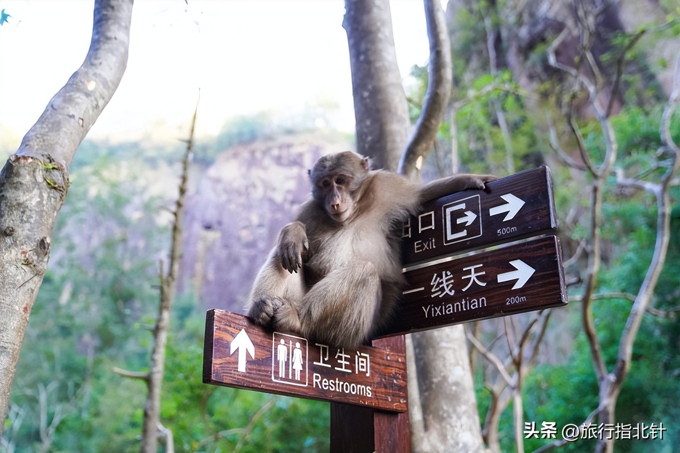 福建旅游攻略武夷山,福建武夷山旅游攻略一日游