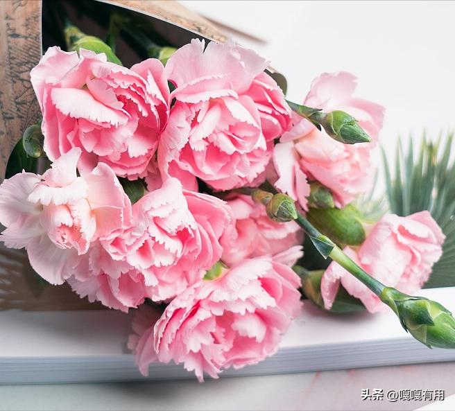 送母亲送什么花合适康乃馨,除了康乃馨送妈妈什么花最好