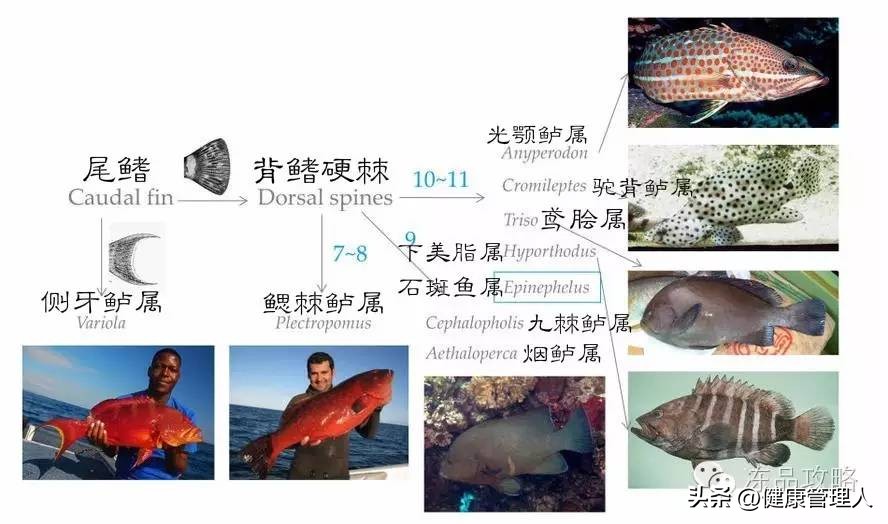 美容护肤食疗方案,美容护肤养生介绍