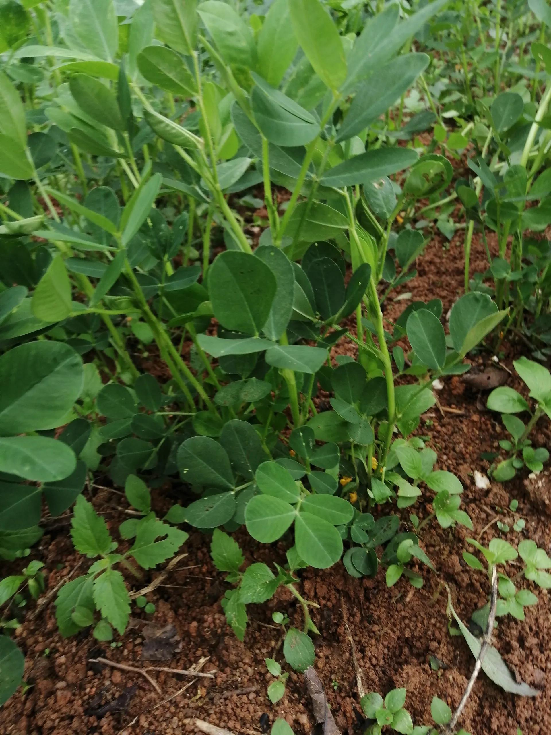 收花生神器,收花生最新价格