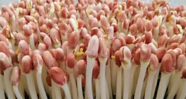 怎么发花生芽又粗又好吃,精品花生芽如何吃