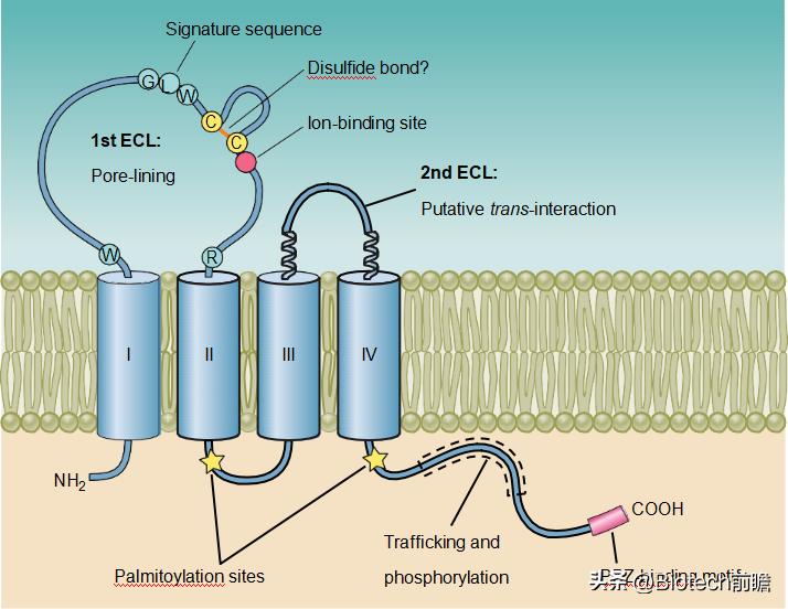 安斯泰来靶向药价格,安斯泰来制药有哪些药进医保