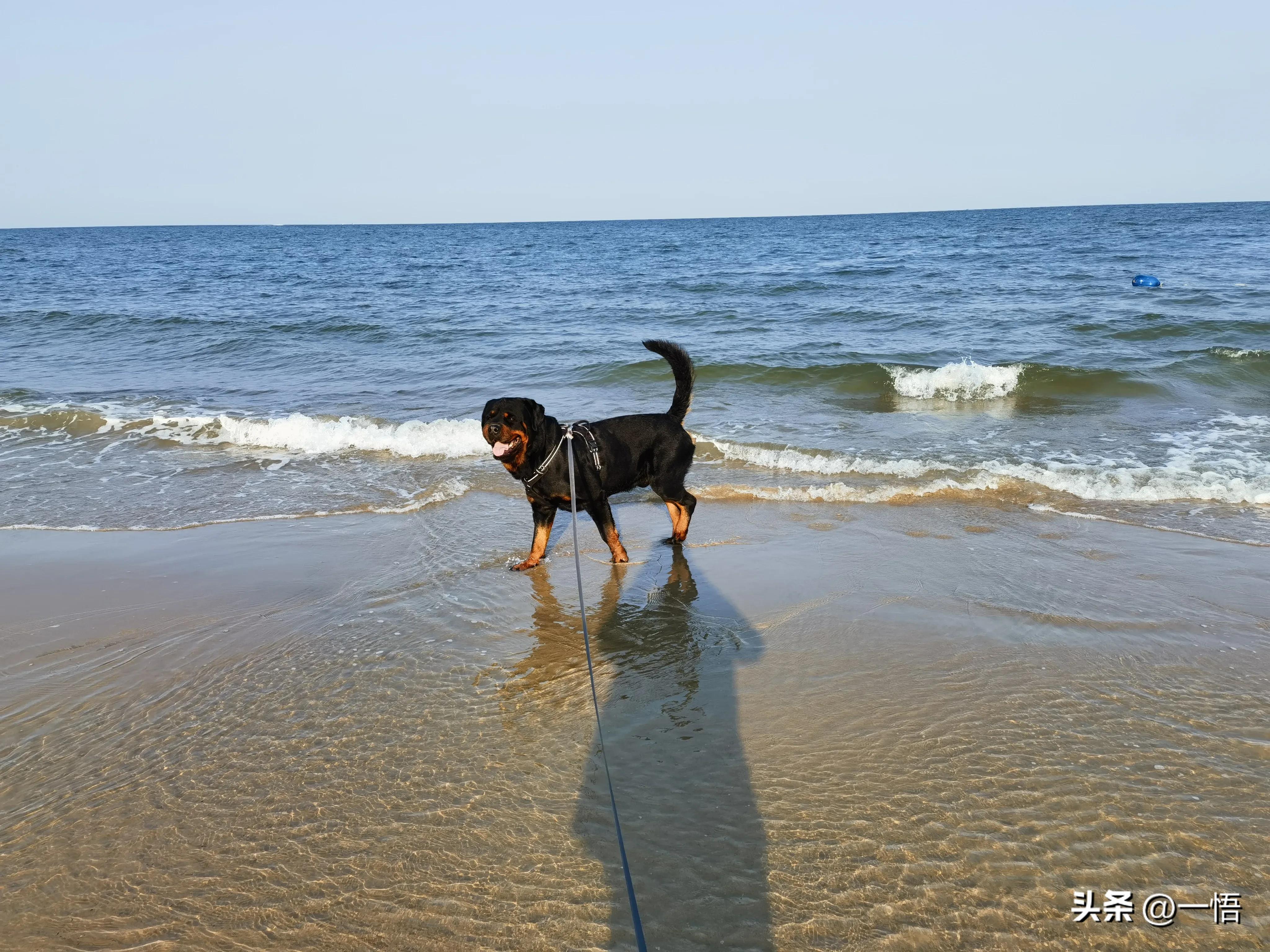 2023上海到秦皇岛承德十日游第四天：看阿那亚的海，逢犬舍的安娜