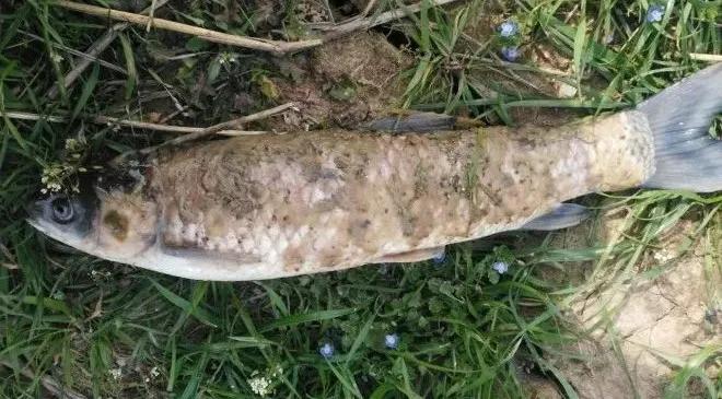 低温水霉怎么治疗,赤皮水霉