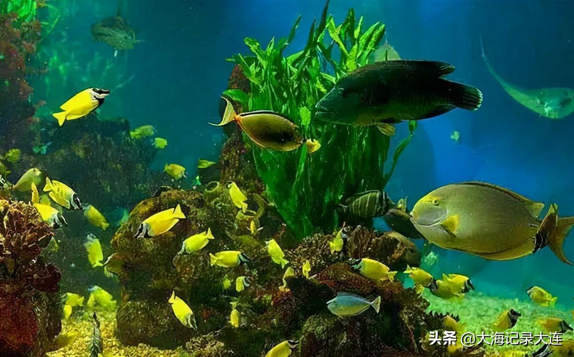 大连市区有哪些旅游景点值得去,大连中山区旅游景点排名一览表