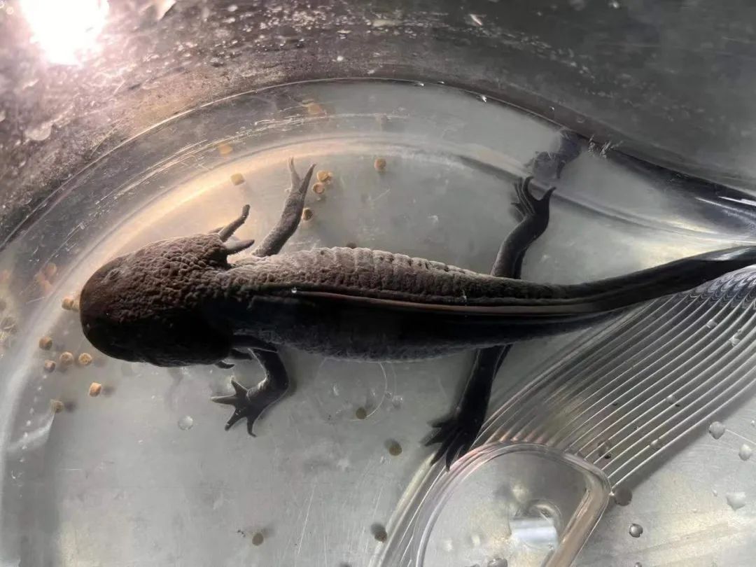 六角恐龙多久喂一次,六角恐龙怎么养