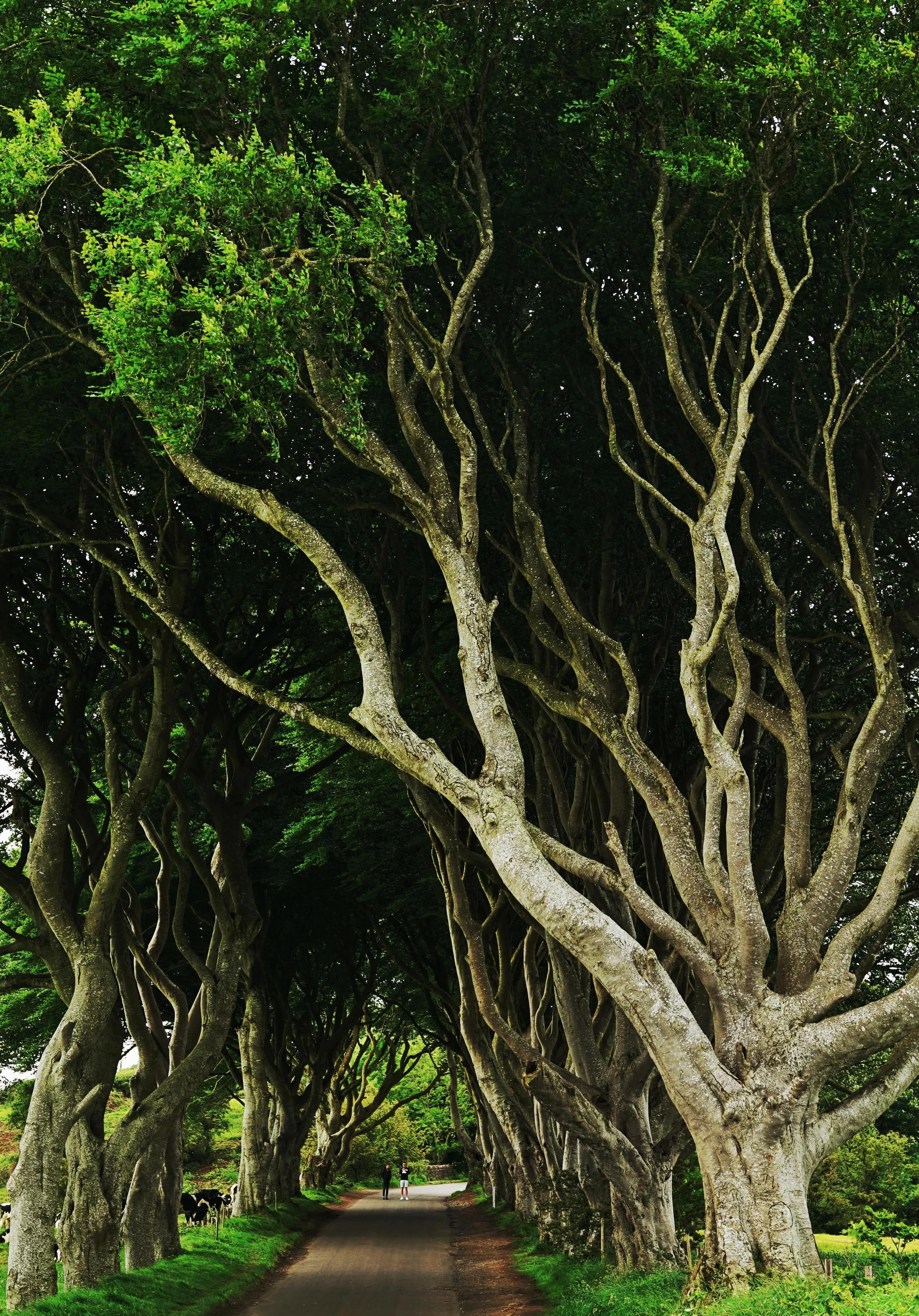 英伦三岛贝尔法斯特,体验权力的游戏