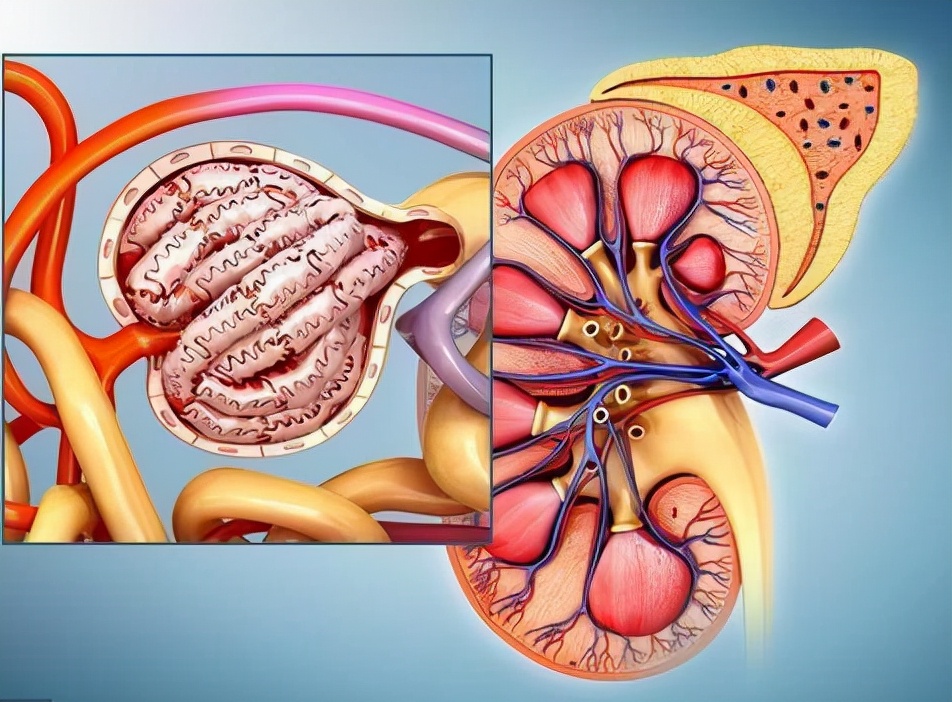 尿毒症是怎么来的,尿毒症是什么引起的怎样治愈