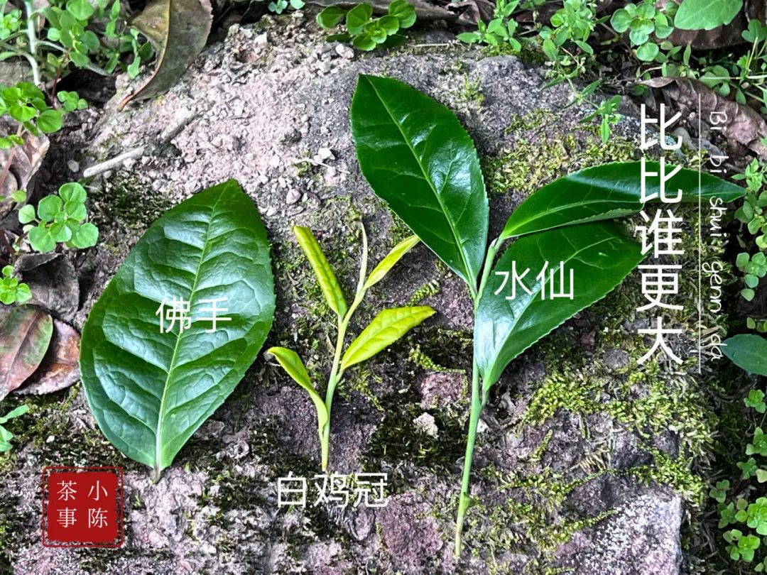 邂逅佛手茶园之后，开始遥想雪梨汤，轻盈若纱，又清新甘甜