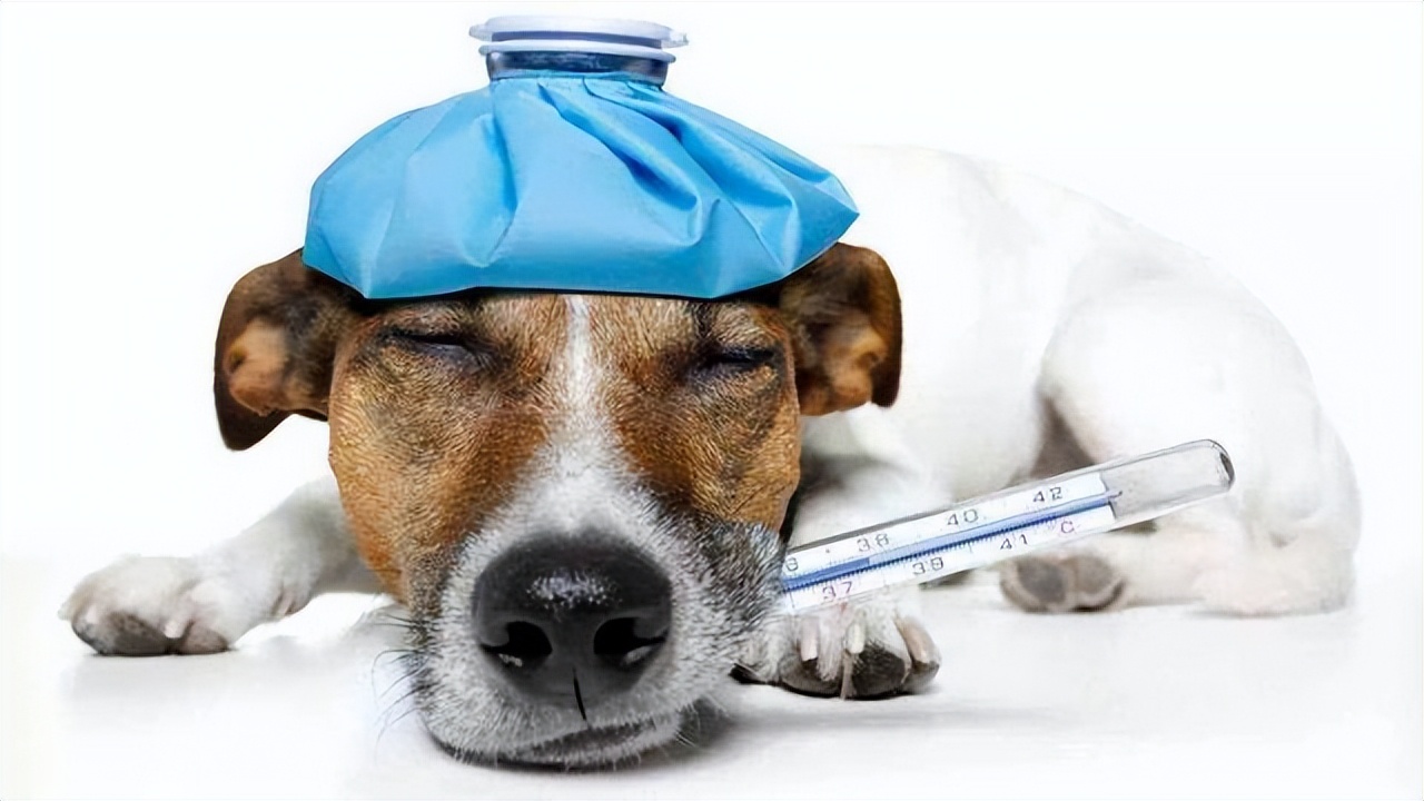 狗狗肠胃腹泻,狗狗肠胃拉稀带血呕吐