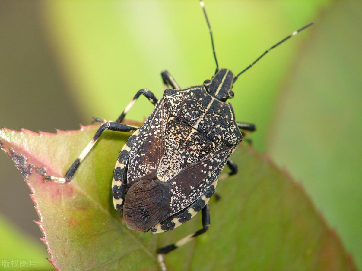 打屁虫的屁喷在皮肤上怎么办,打屁虫灼伤皮肤怎么办