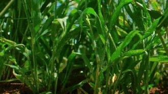 最毒的蛇碰上最毒的蜥蜴,最凶猛最毒的蛇