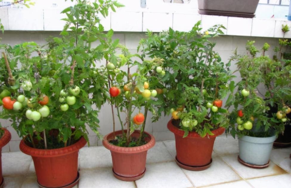 12月家里供暖足，搁阳台养西红柿，埋点肥冬天猛窜个，呼呼结果