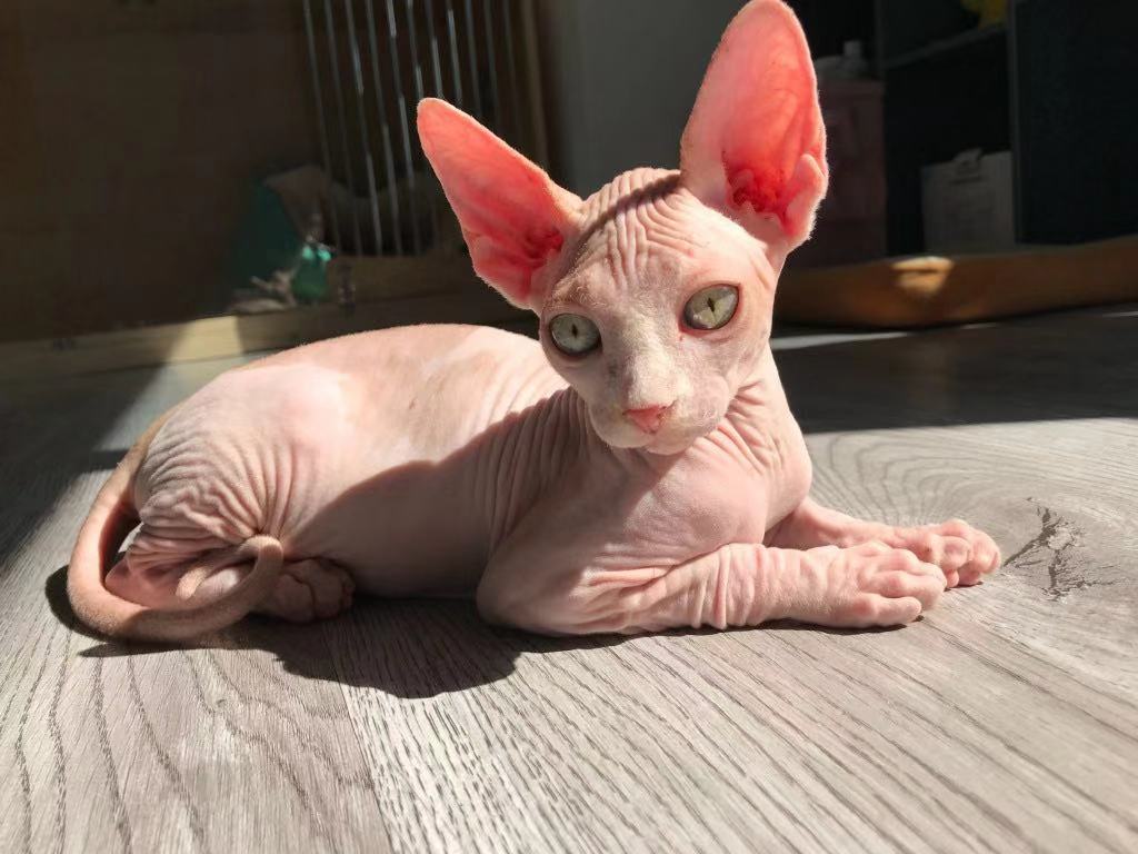 猫的灵性在于观察天地万物,什么颜色的猫最有灵性