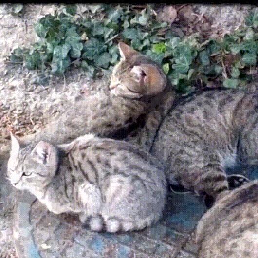 流浪猫和自家猫是怎么取暖的,流浪猫取暖全过程