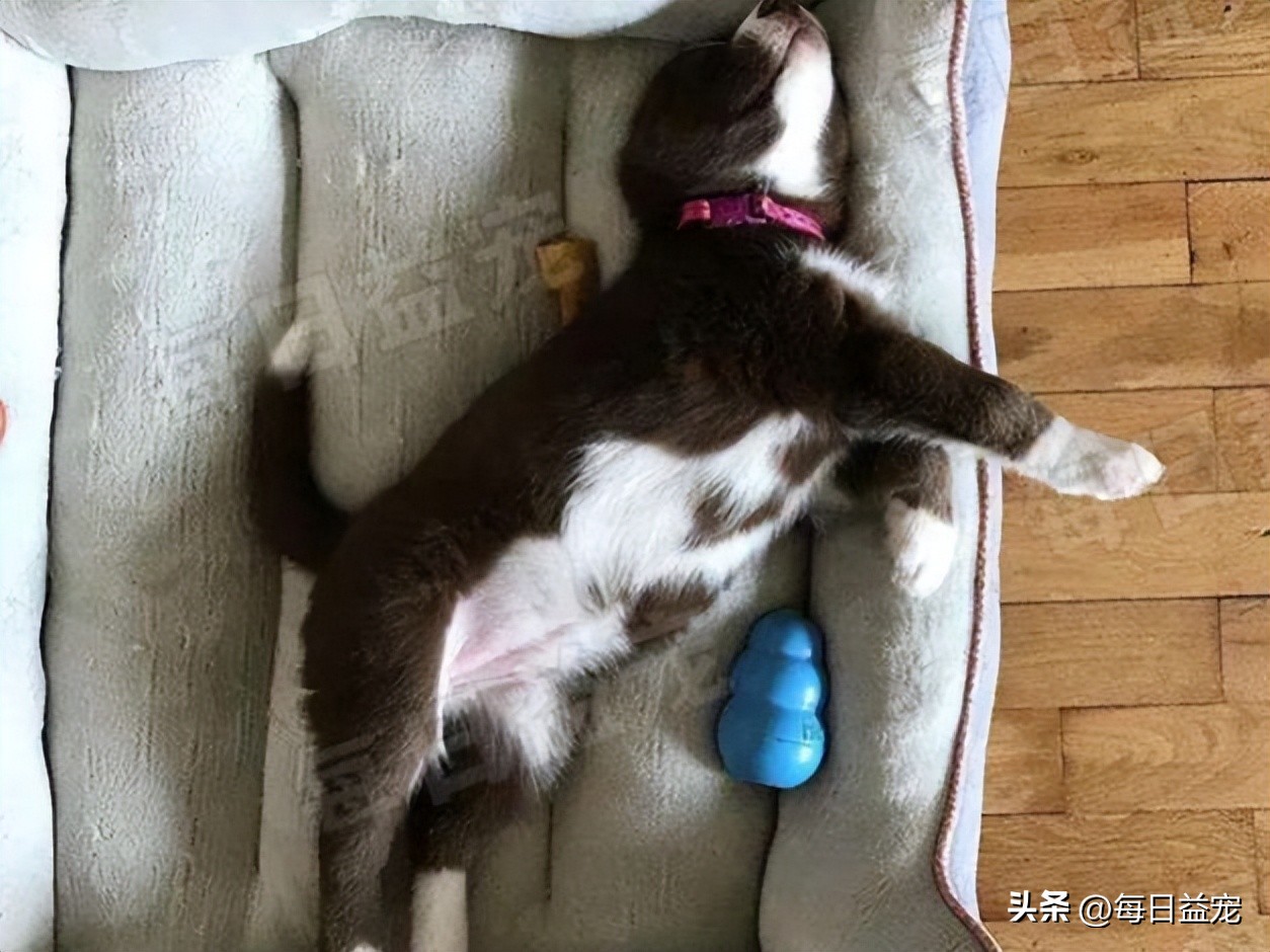 二哈趴在楼上对着主人的饭流口水,二哈在楼上对着主人的饭流口水