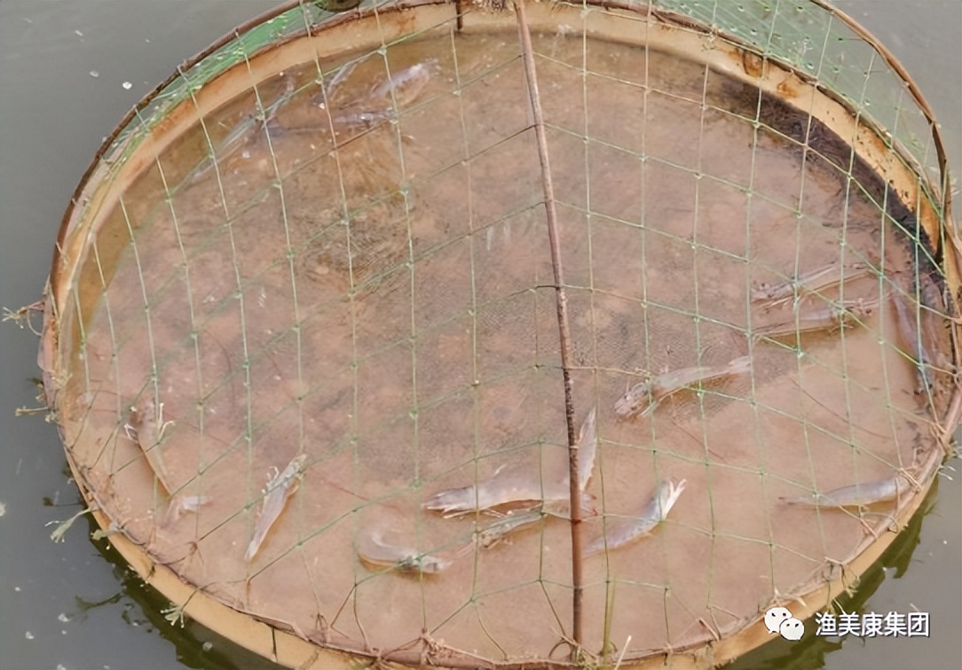 对虾出现的疾病汇总,对虾病害流行的真正原因揭晓图