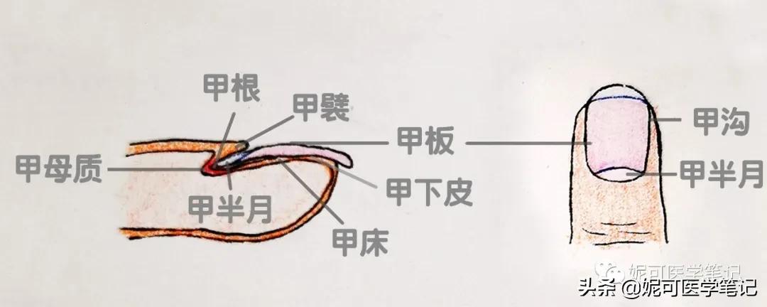 进行手部指甲养护的步骤,手部理疗和指甲护理