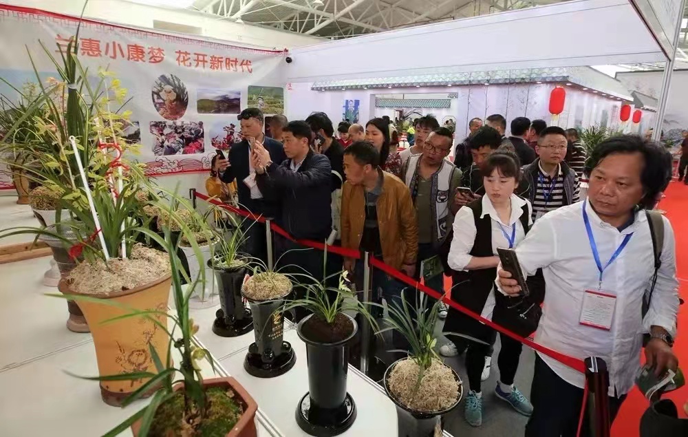 中国十大名贵兰花品种介绍,十大名贵兰花品种大全