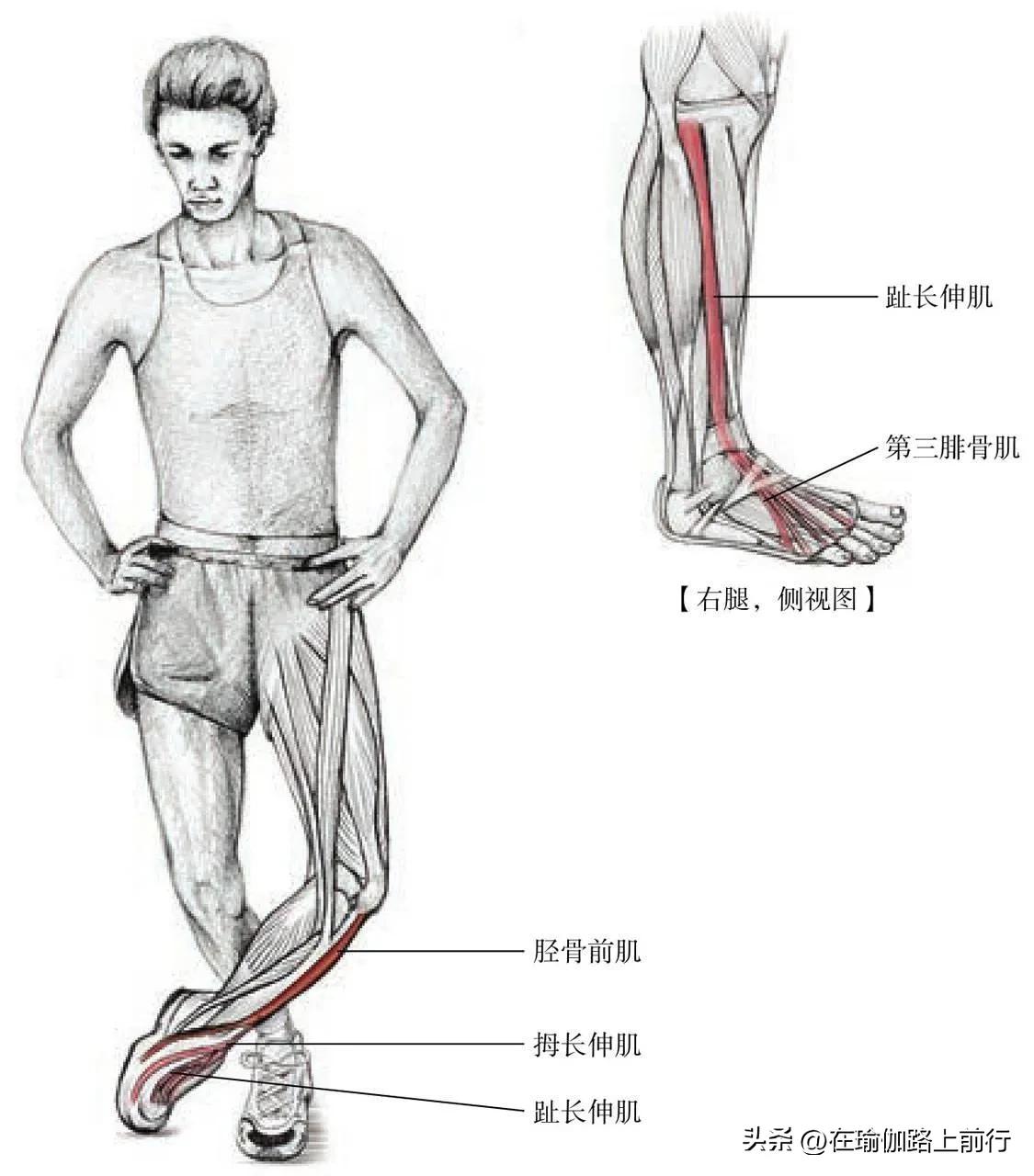 拉伸髂胫束,胫束拉伸的正确步骤