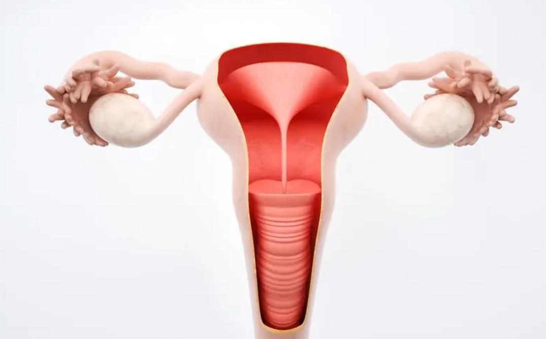 女人摘掉子宫的下场,女人摘掉卵巢后与正常女人的区别