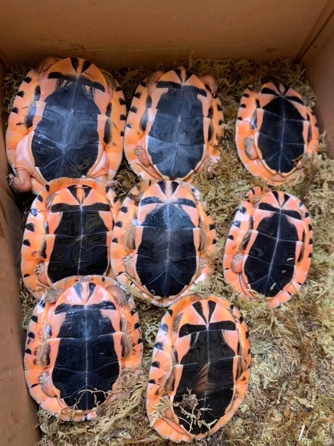 金钱龟用什么缸养好,如何养好金钱龟宠物