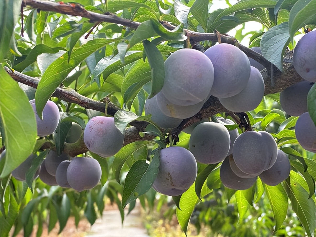 辛选集团创始人辛巴坚持走助农之路，助农增收“致富果”