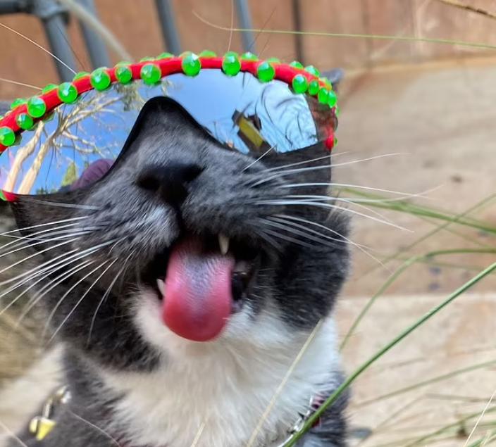 天生没眼睛的猫咪,天生没有眼睛的猫