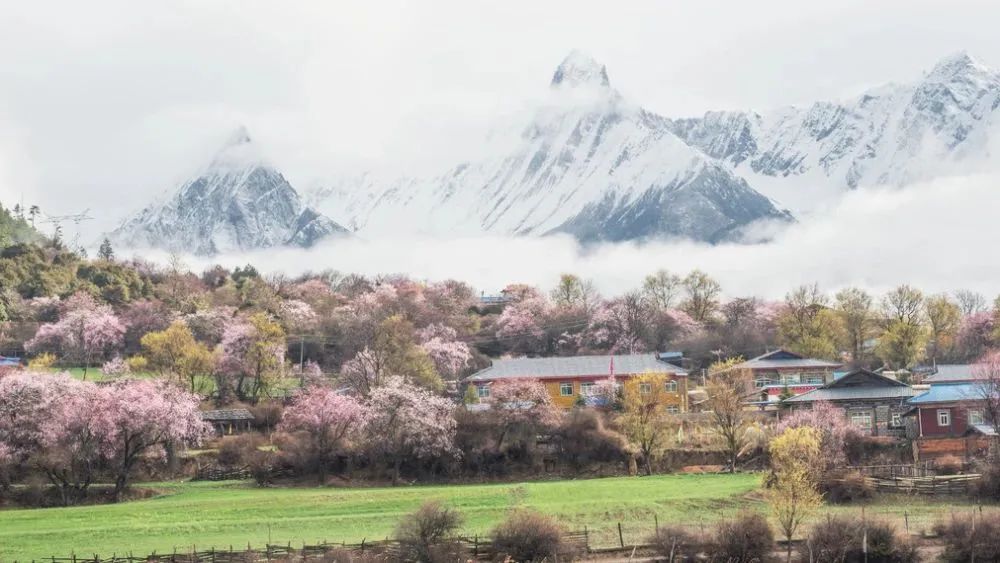 林芝花期预测,林芝桃花最佳观赏时间气温