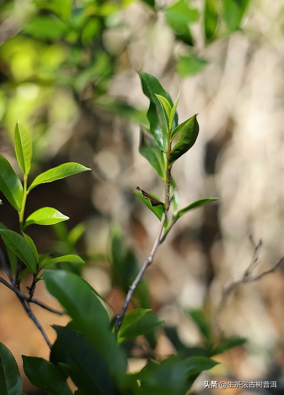 普洱茶各个产区的特点,临沧普洱茶主要产区及特点