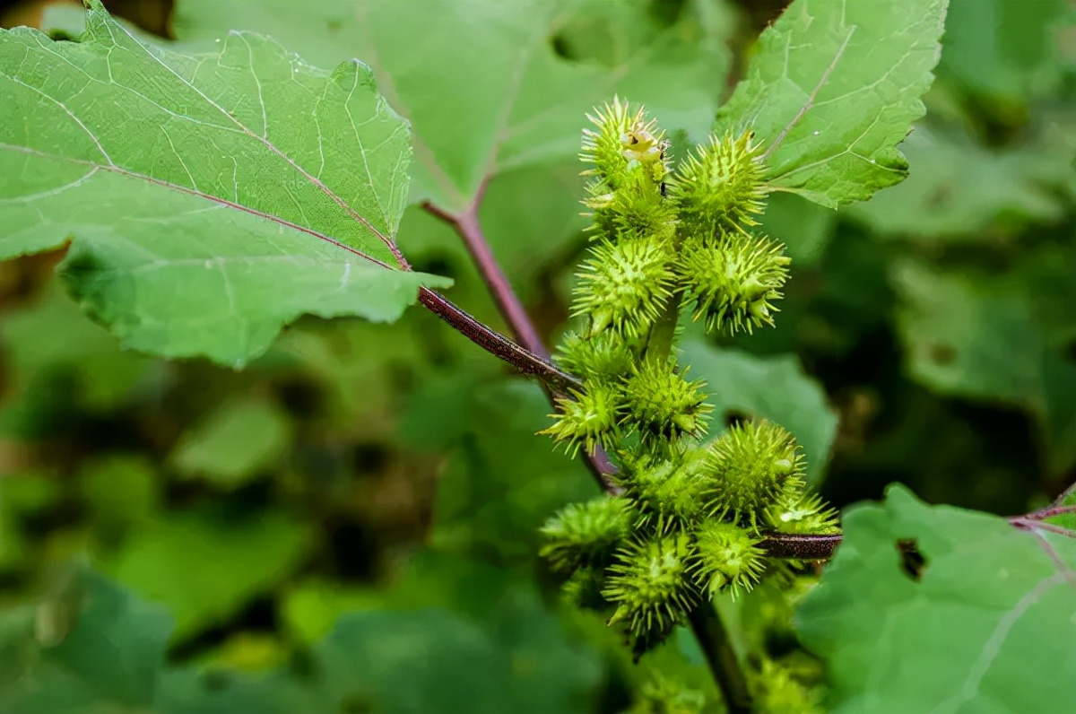 公园路边植物图片,路边的小植物有哪些