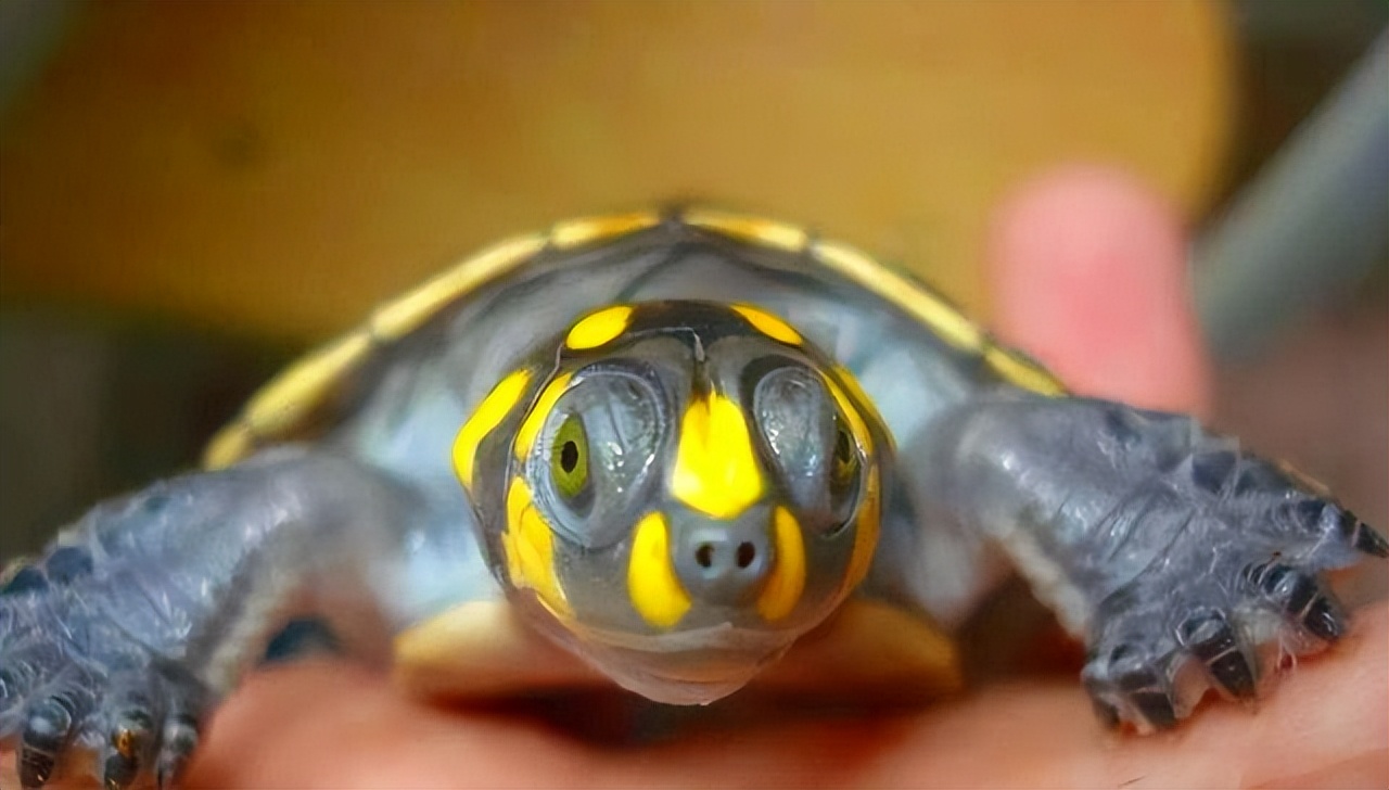 黄头侧颈龟饲养方法和注意事项,黄头侧颈龟长大怎么变黑色了