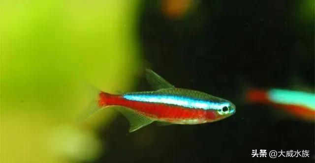 新手必养灯科鱼,灯科群游